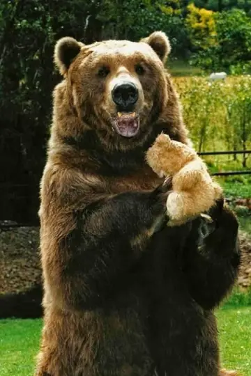 Фото Барт Медведь (Bart The Bear) #29490