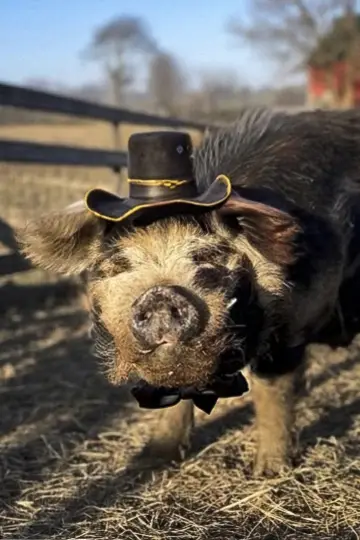 Фото  (Bashi 'The Pig') #380984