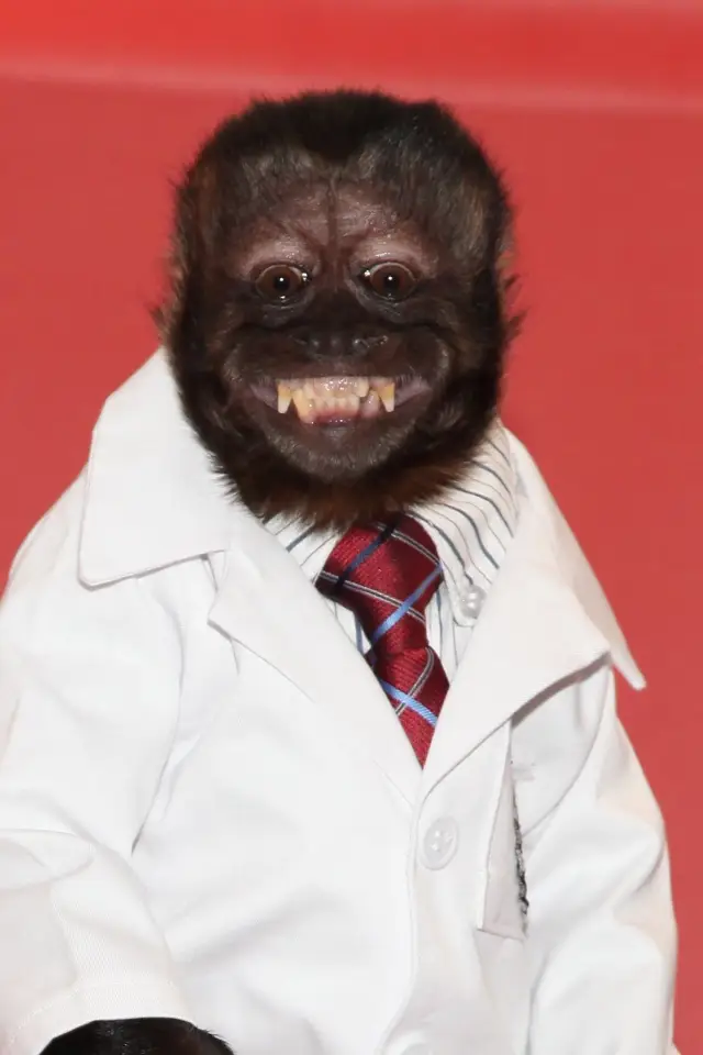 Фото Кристалл Обезьяна (Crystal the Monkey)