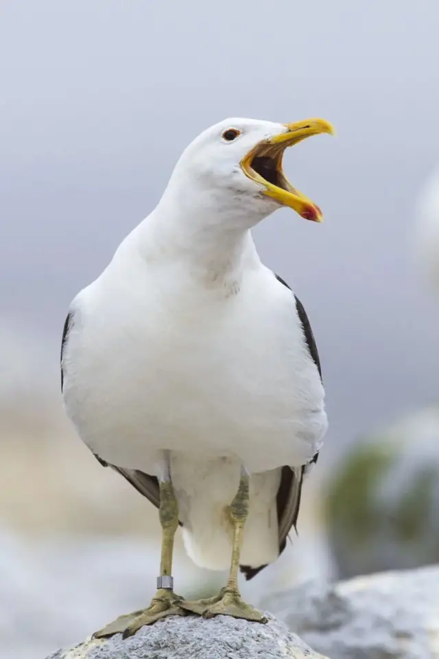 Фото  (Sully Seagull)