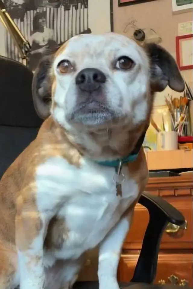 Фото  (Dorothy the Dog)