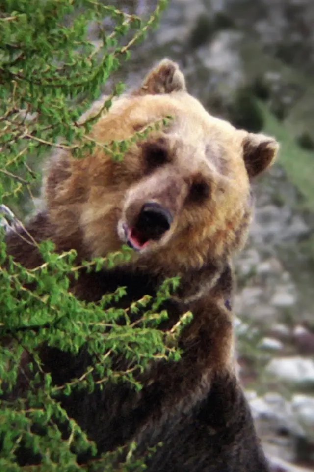 Фото  (Bozo the Bear)