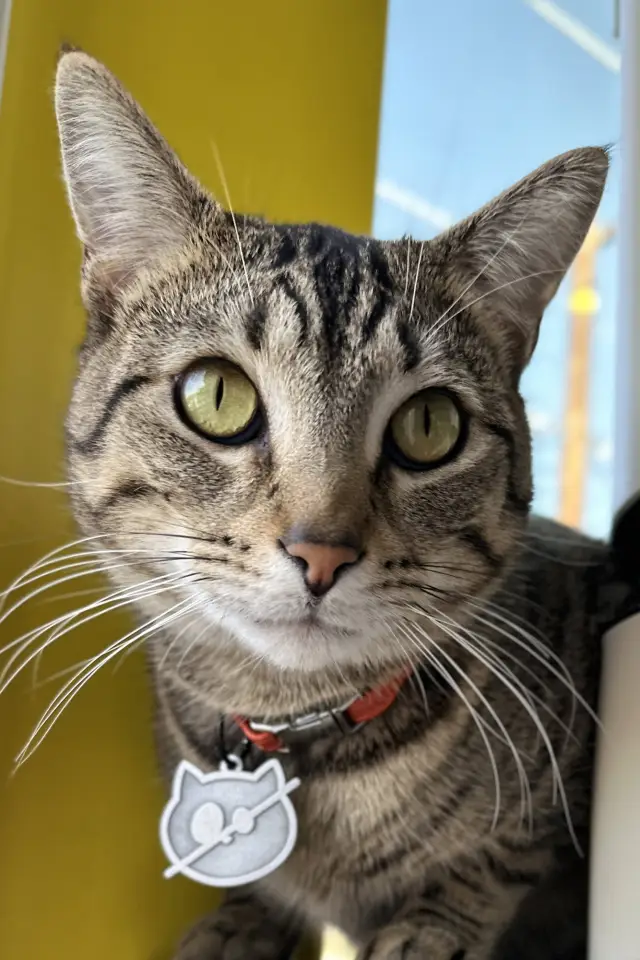 Фото  (Wolfie The Cat)
