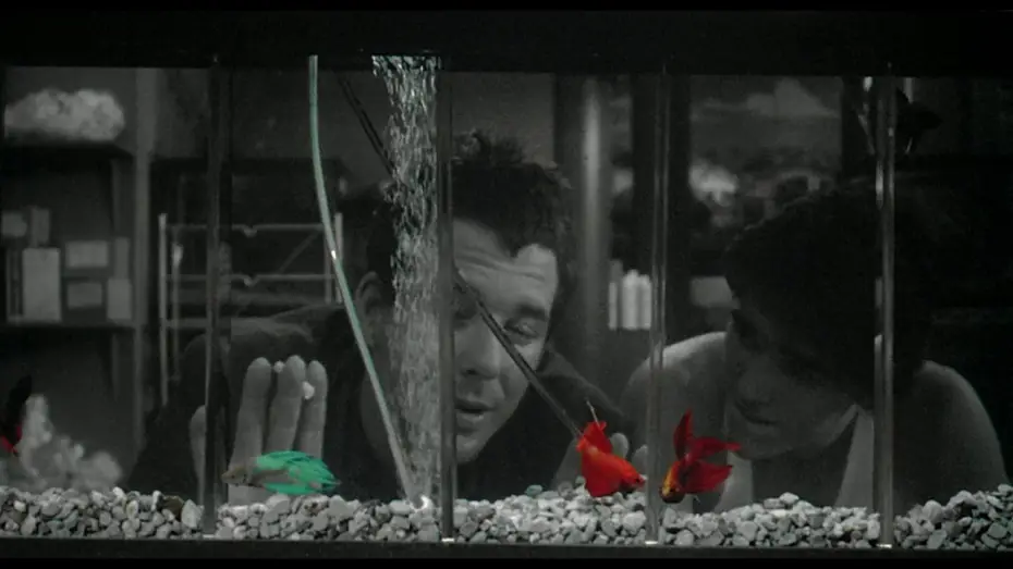 Видео к фильму Бойцовая рыбка — RUSTY JAMES - extrait "Poissons combattants" VOST