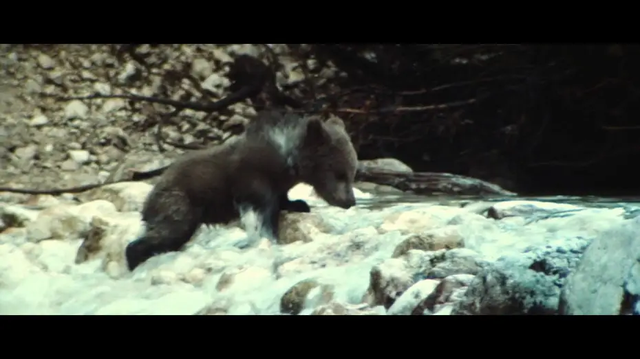 Видео к фильму Медведь — The Bear - Trailer