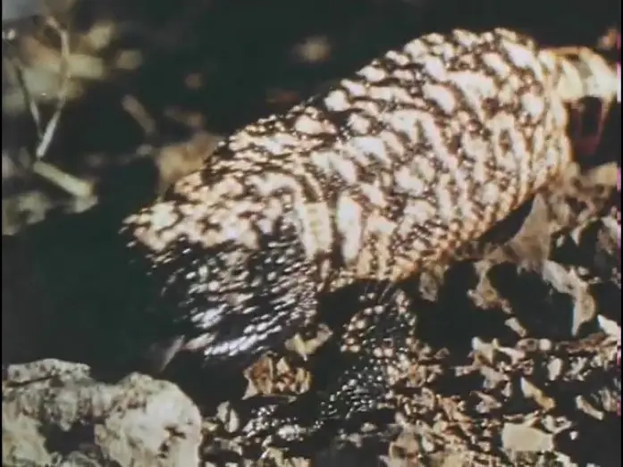 Видео к фильму The Living Desert — Living Desert - Theatrical Trailer