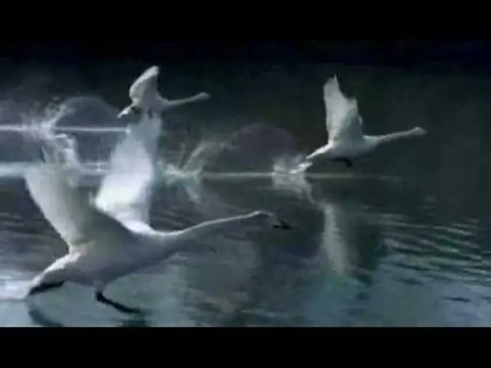 Видео к фильму Птицы — Winged Migration (Le Peuple migrateur) - Trailer