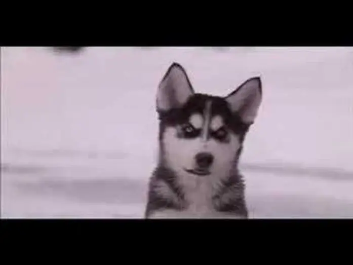 Видео к фильму Снежная пятёрка — Snow Buddies Trailer