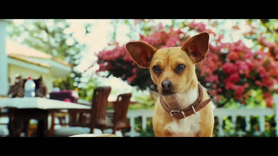 Видео к фильму Крошка из Беверли-Хиллз 3 — Le Chihuahua de Beverly Hills - Bande-annonce (Jamel Comedy Club)