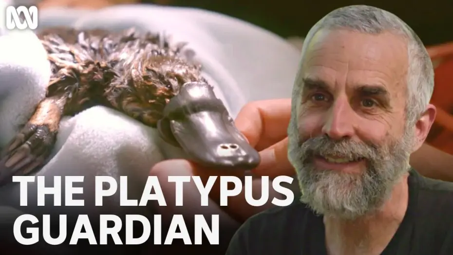 Видео к фильму The Platypus Guardian — Rescuing the Hobart Rivulet platypus | The Platypus Guardian | ABC TV + iview