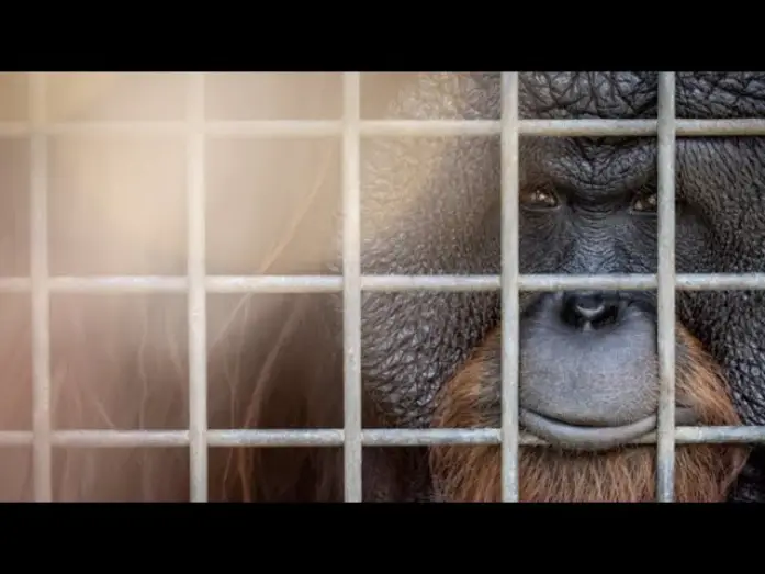 Видео к фильму Eyes of the Orangutan — Eyes of the Orangutan I Trailer