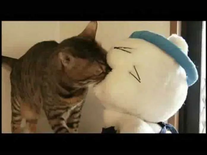 Видео к фильму 猫ラーメン大将 — 映画『猫ラーメン大将』予告編