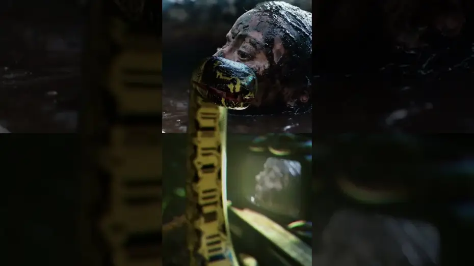 Видео к фильму Beware Boiúna — The reactions are in…