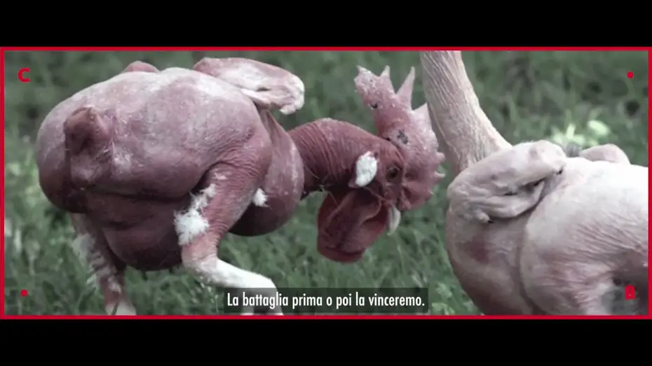 Видео к фильму Food for Profit — FOOD FOR PROFIT ● un film di Giulia Innocenzi e Pablo D’Ambrosi