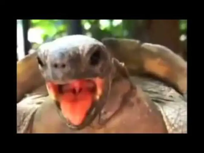 Видео к фильму Jordi Pujadas y Nuria: Una historia de amor — La tortuga cojiendo