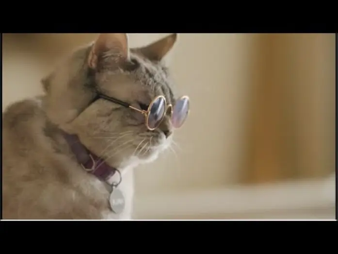 Видео к фильму American Cats: The Good, the Bad, and the Cuddly — Official Trailer