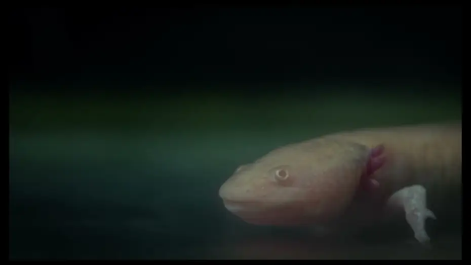 Видео к фильму Axolotl — Axolotl | Trailer