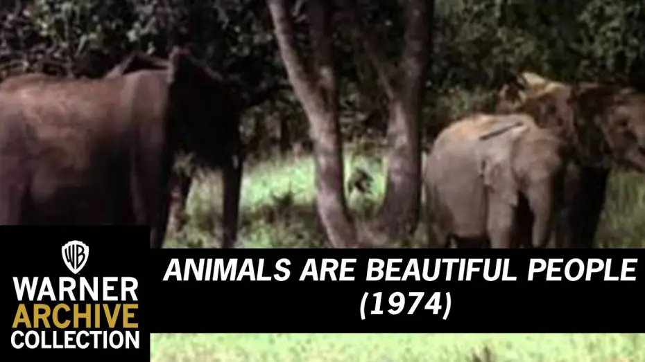 Видео к фильму Животные — прекрасные люди — Animals Are Beautiful People (Original Theatrical Trailer)