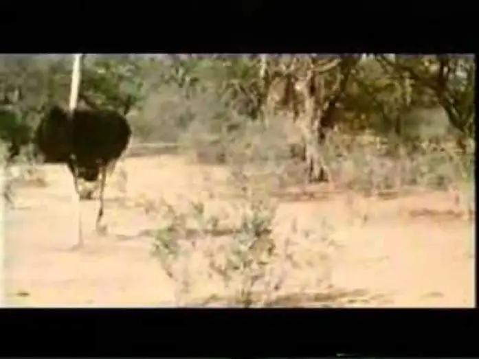 Видео к фильму Животные — прекрасные люди — Die lustigste Welt der Tiere - Betrunkene Tiere