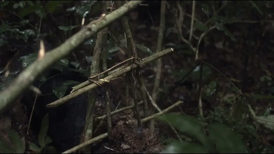 Видео к фильму The Tree of Authenticity — Trailer | L'Arbre de l'authenticité | Sammy Baloji