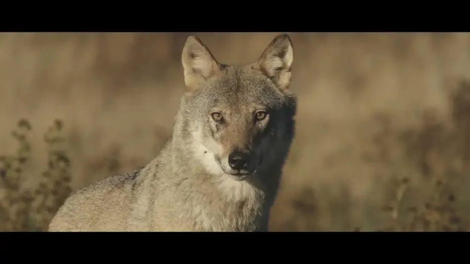 Видео к фильму Une année parmi les loups — Une année parmi les loups - Bande Annonce (VF)