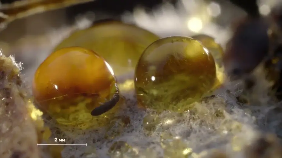 Видео к фильму Planète collemboles : la vie secrète des sols — Bande-annonce - Planète collemboles, la vie secrète des sols