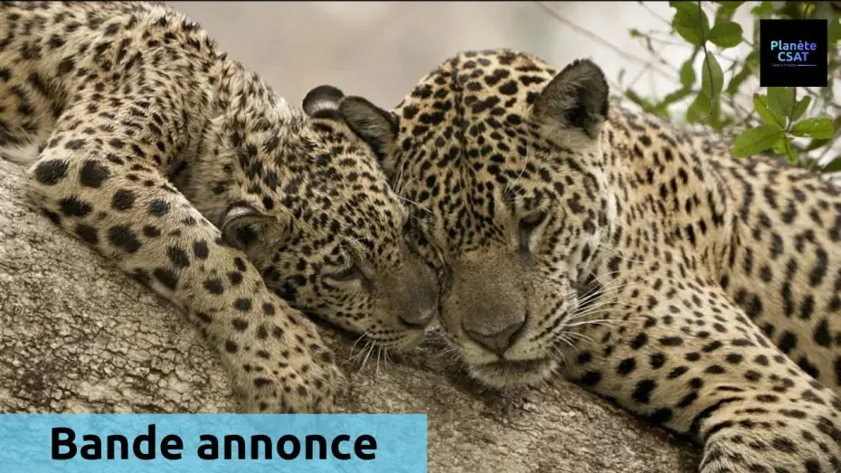 Видео к фильму Au nom des jaguars — Au nom des jaguars | bande annonce | France 5
