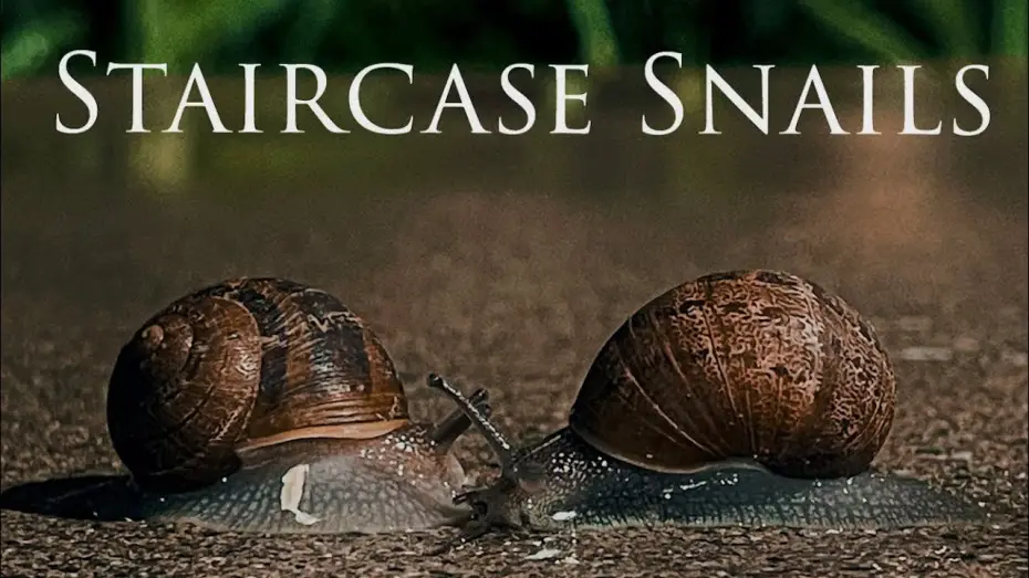 Видео к фильму Staircase Snails — Staircase Snails