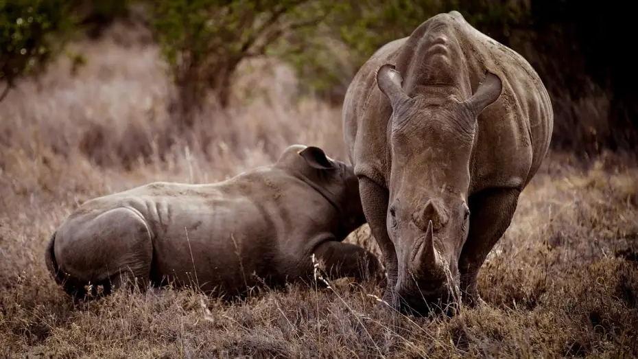 Видео к фильму Rhino — Trailer