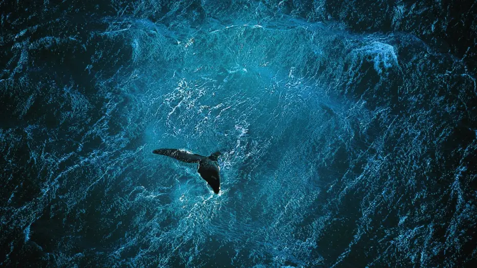 Видео к фильму Планета-океан — Planet Ocean [UK]- the film by Yann Arthus-Bertrand & Michael Pitiot
