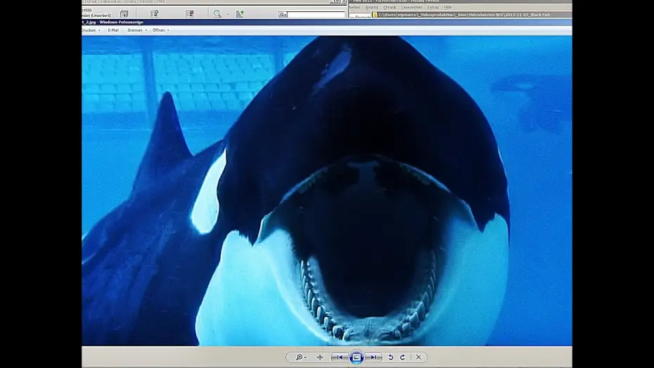 Видео к фильму Чёрный плавник — BLACKFISH | Trailer german deutsch [HD]