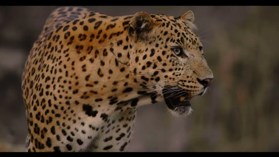 Видео к фильму Leopard Dynasty – The Rise of Rana — Trailer