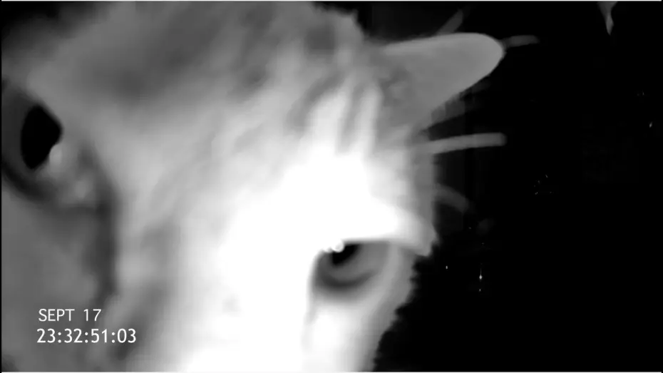 Видео к фильму Cat Cam — Exclusive CAT CAM Trailer
