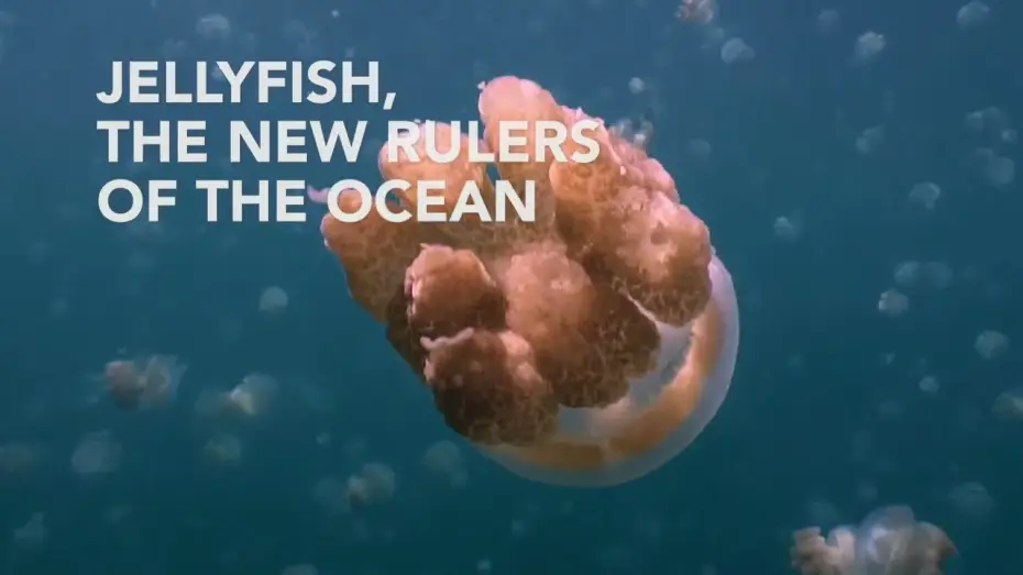 Видео к фильму Méduses les souveraines des océans — Jellyfish, the new rulers of the ocean - Trailer