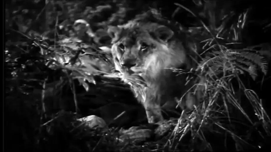 Видео к фильму Jungle Bride — Jungle Bride (1933) - Trailer