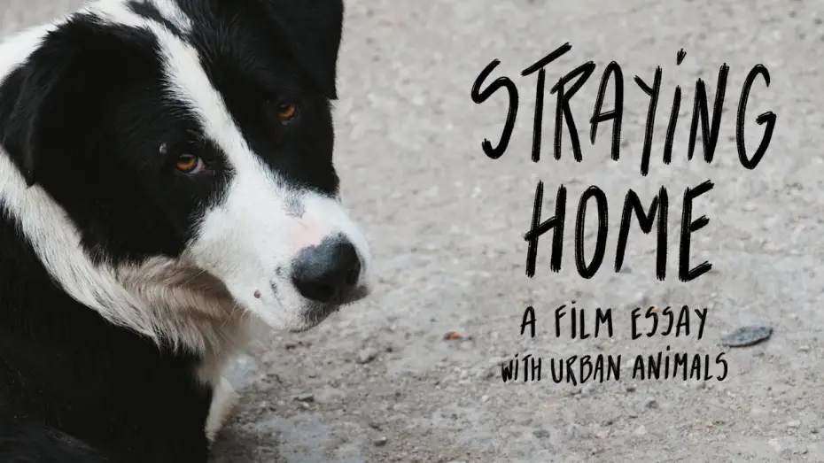 Видео к фильму Straying home — Straying home - Film teaser (2025)