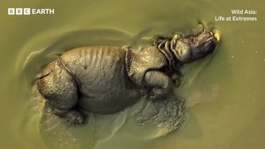 Видео к фильму Wild Asia: Life at Extremes — Wild Asia: Life at Extremes | BBC Studios