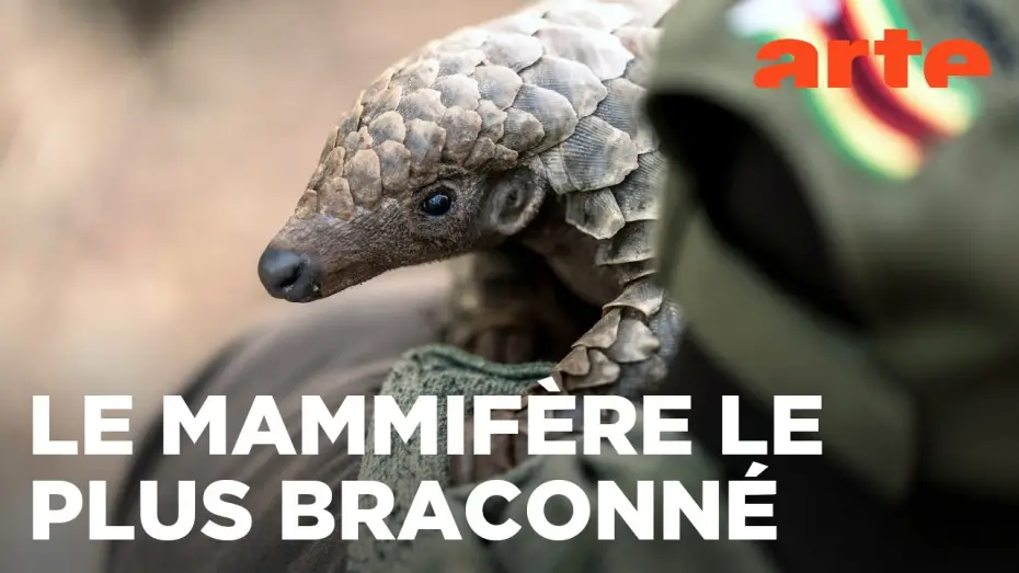 Видео к фильму Mission pangolin : Retour à la vie sauvage — Mission pangolin | Retour à la vie sauvage | ARTE Évasion