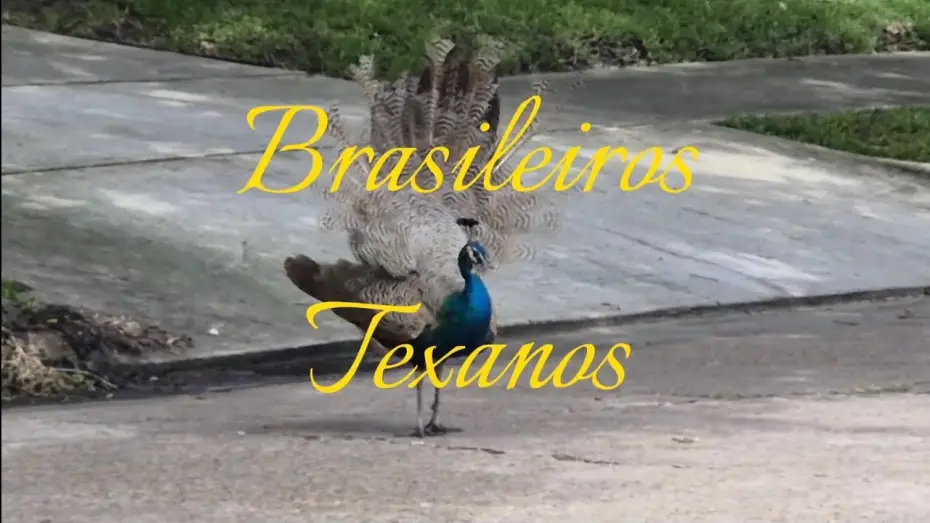 Видео к фильму Brasileiros Texanos — Brasileiros Texanos