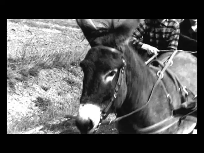 Видео к фильму Наудачу, Бальтазар — Au hasard Balthazar - Trailer (Il Cinema Ritrovato al cinema)