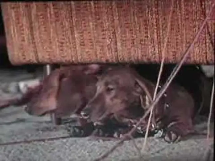 Видео к фильму Гадкая такса — The Ugly Dachshund trailer, Great Dane 1966 Disney