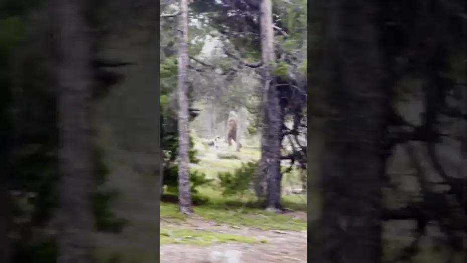 Видео к фильму Hunt For Stoutfoot — BIGFOOT SIGHTING! - Park Ranger captures chilling video…