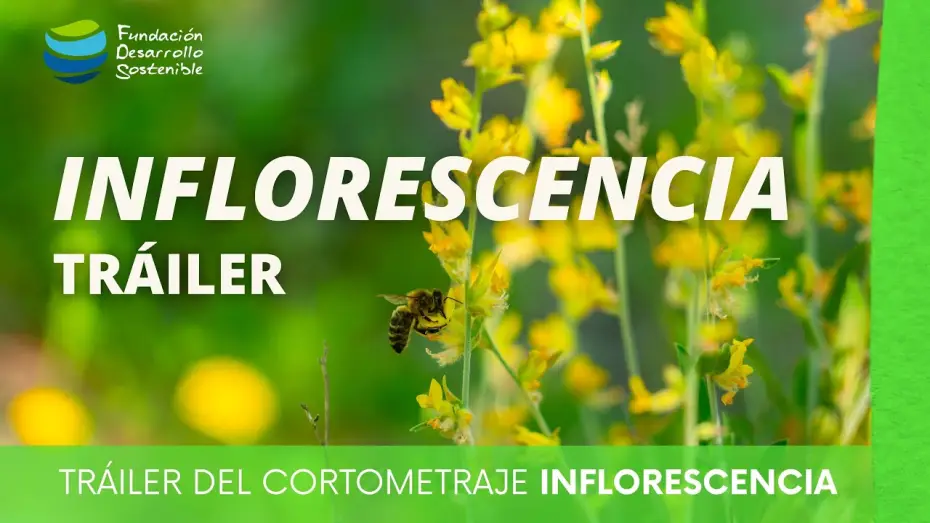 Видео к фильму Inflorescencia | #cortometraje INFLORESCENCIA &middot; Tr&aacute;iler