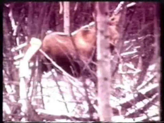 Видео к фильму Claws — GRIZZLY 2 - CLAWS (1977) Con Jason Evers