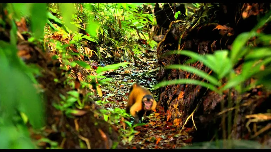 Видео к фильму Амазония: Инструкция по выживанию — AMAZONIA - Bande Annonce VF