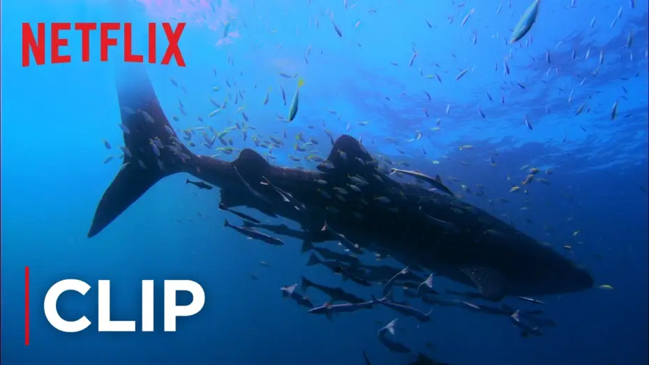 Видео к фильму Миссия Океан — Swimming with Whale Sharks