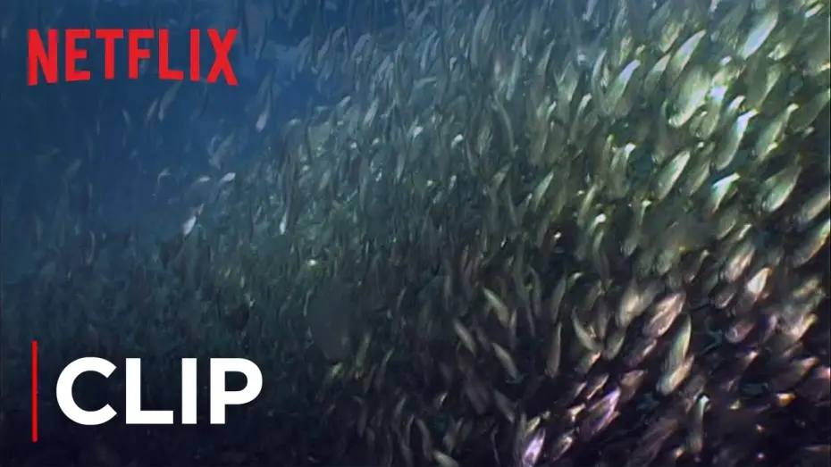 Видео к фильму Миссия Океан — Fish Oil Myth - Menhaden