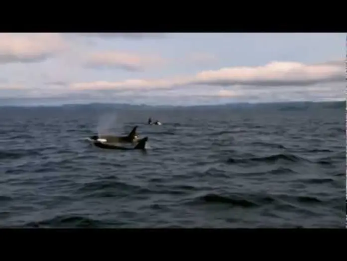 Видео к фильму Освободите Вилли: Побег из Пиратской бухты — Sauvez Willy 4