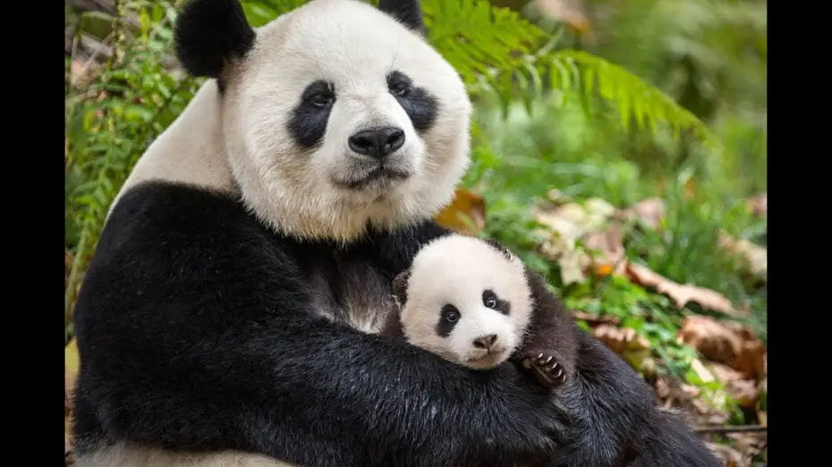 Видео к фильму Рождённые в Китае — Nés en Chine - Bande-annonce VF (Disneynature)