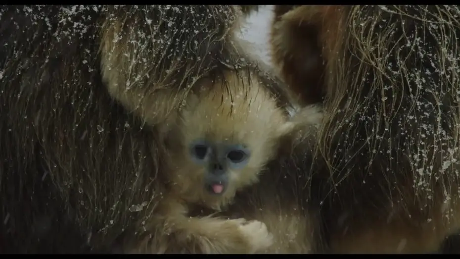 Видео к фильму Рождённые в Китае — Disneynature's Born in China Official US Trailer